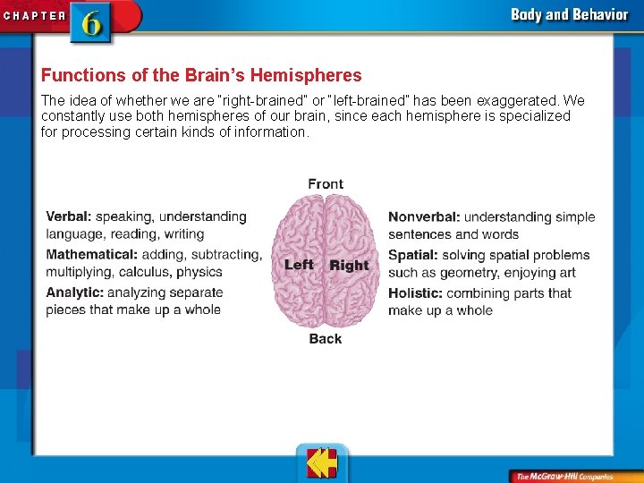 Functions of the Brain’s Hemispheres The idea of whether we are “right-brained” or “left-brained”