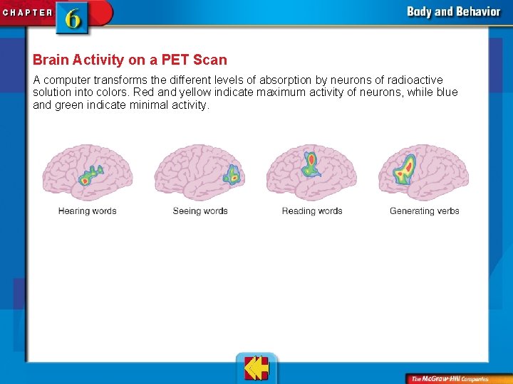 Brain Activity on a PET Scan A computer transforms the different levels of absorption