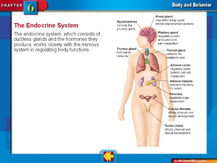 The Endocrine System The endocrine system, which consists of ductless glands and the hormones