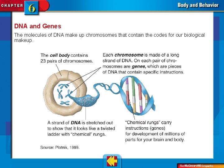 DNA and Genes The molecules of DNA make up chromosomes that contain the codes