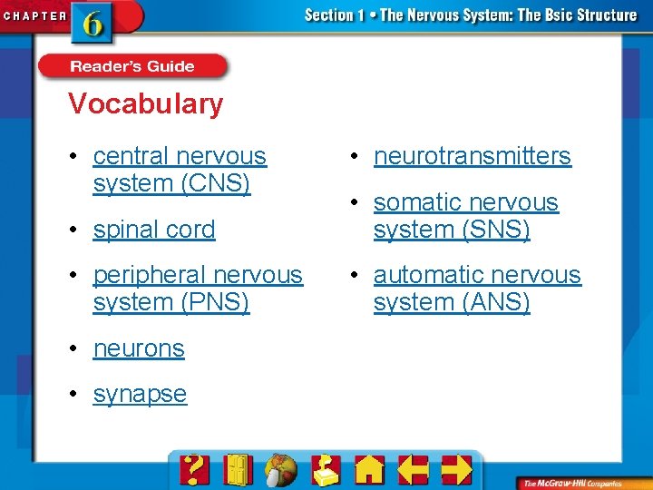Vocabulary • central nervous system (CNS) • neurotransmitters • spinal cord • somatic nervous