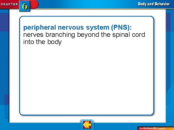 peripheral nervous system (PNS): nerves branching beyond the spinal cord into the body 