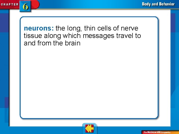 neurons: the long, thin cells of nerve tissue along which messages travel to and