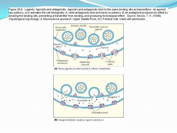 Figure 28 -6 Ligands: Agonists and antagonists bind to the same binding site as