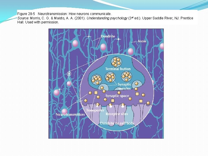 Figure 28 -5 Neurotransmission: How neurons communicate. Source: Morris, C. G. & Maisto, A.