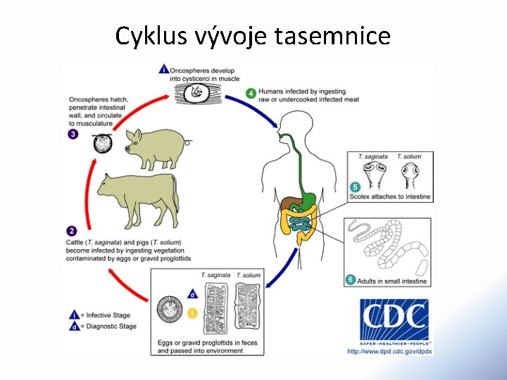 Cyklus vývoje tasemnice 