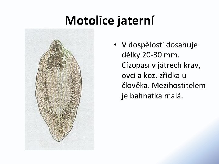 Motolice jaterní • V dospělosti dosahuje délky 20 -30 mm. Cizopasí v játrech krav,