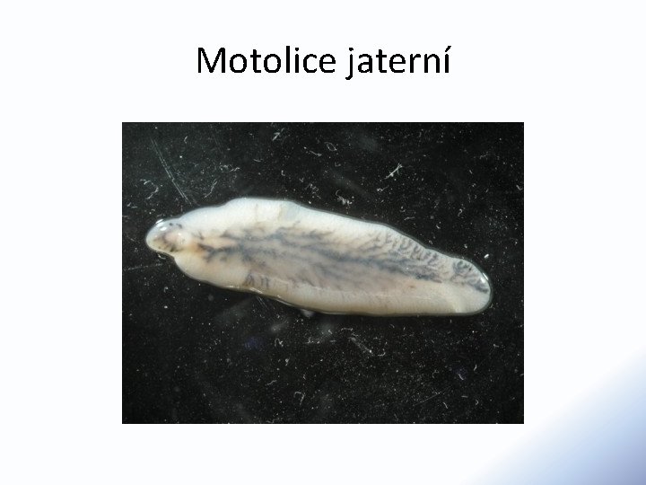 Motolice jaterní 