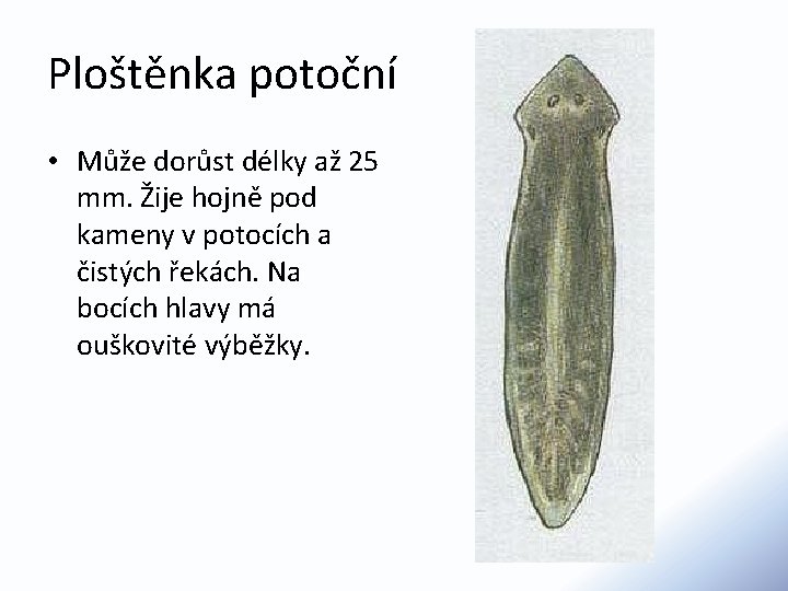 Ploštěnka potoční • Může dorůst délky až 25 mm. Žije hojně pod kameny v