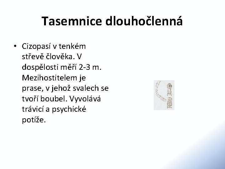 Tasemnice dlouhočlenná • Cizopasí v tenkém střevě člověka. V dospělosti měří 2 -3 m.