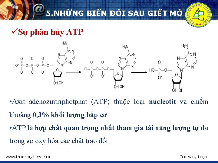 5. NHỮNG BIẾN ĐỔI SAU GIẾT MỔ üSự phân hủy ATP • Axit adenozintriphotphat