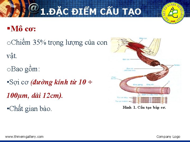 1. ĐẶC ĐIỂM CẤU TẠO §Mô cơ: o. Chiếm 35% trọng lượng của con