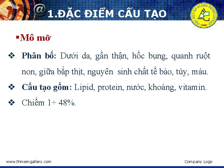 1. ĐẶC ĐIỂM CẤU TẠO §Mô mỡ v Phân bố: Dưới da, gần thận,