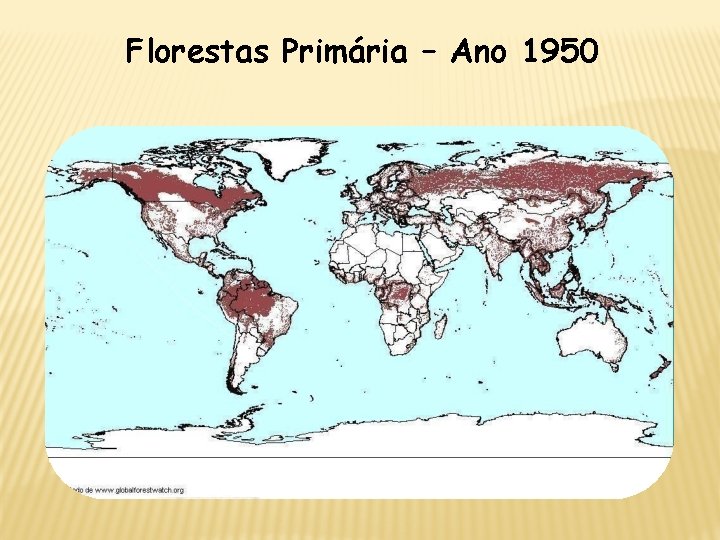 Florestas Primária – Ano 1950 