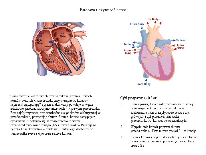 Budowa i czynność serca Serce złożone jest z dwóch przedsionków (atrium) i dwóch komór