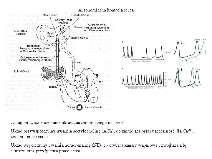 Autonomiczna kontrola serca Antagonistyczne działanie układu autonomicznego na serce: Układ przywspółczulny uwalnia acetylocholinę (ACh),