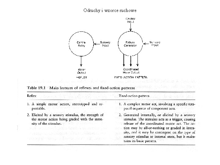 Odruchy i wzorce ruchowe 