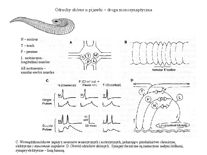 Odruchy skórne u pijawki – droga monosynaptyczna N – noxious T – touch P