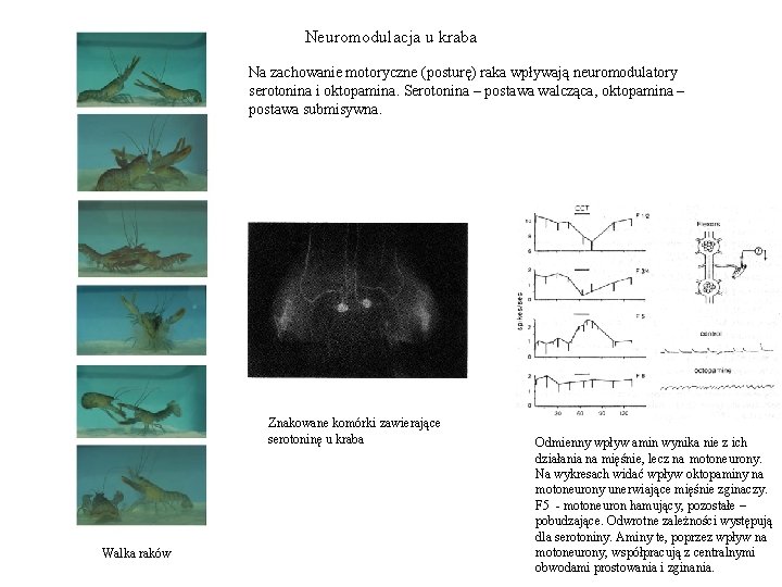 Neuromodulacja u kraba Na zachowanie motoryczne (posturę) raka wpływają neuromodulatory serotonina i oktopamina. Serotonina