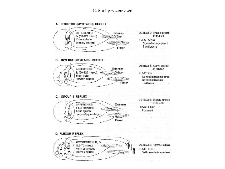 Odruchy rdzeniowe 