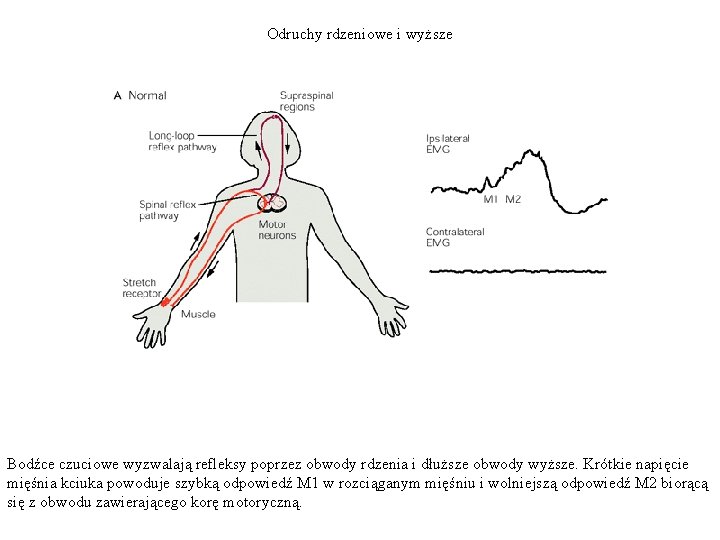 Odruchy rdzeniowe i wyższe Bodźce czuciowe wyzwalają refleksy poprzez obwody rdzenia i dłuższe obwody