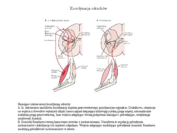Koordynacja odruchów Hamujące interneurony koordynują odruchy. A. Ia interneuron umożliwia koordynację mięśnia przeciwstawnego pojedynczym