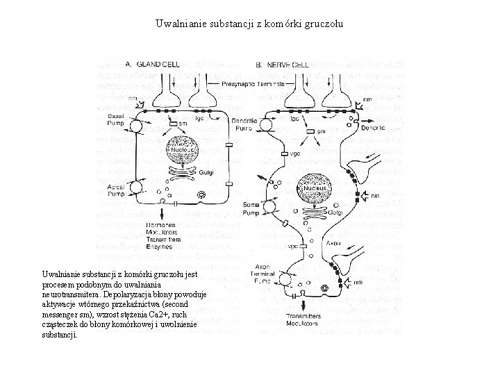 Uwalnianie substancji z komórki gruczołu jest procesem podobnym do uwalniania neurotransmitera. Depolaryzacja błony powoduje