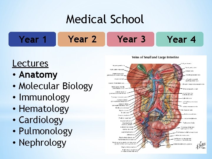 Medical School Year 1 Year 2 Lectures • Anatomy • Molecular Biology • Immunology