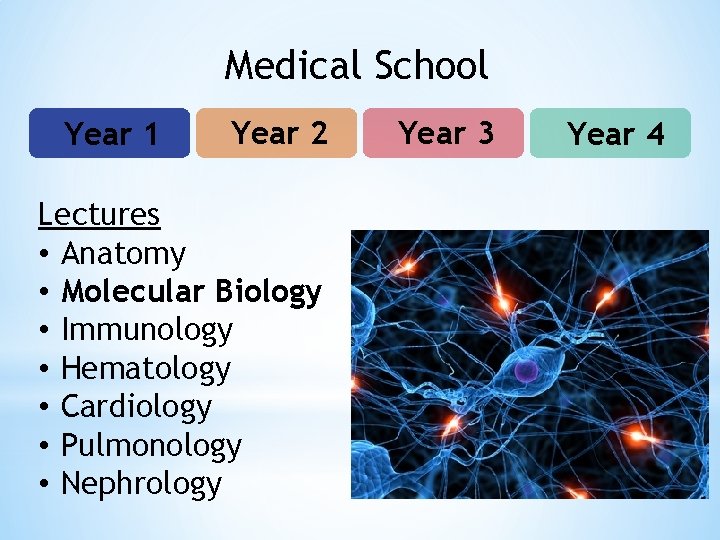 Medical School Year 1 Year 2 Lectures • Anatomy • Molecular Biology • Immunology