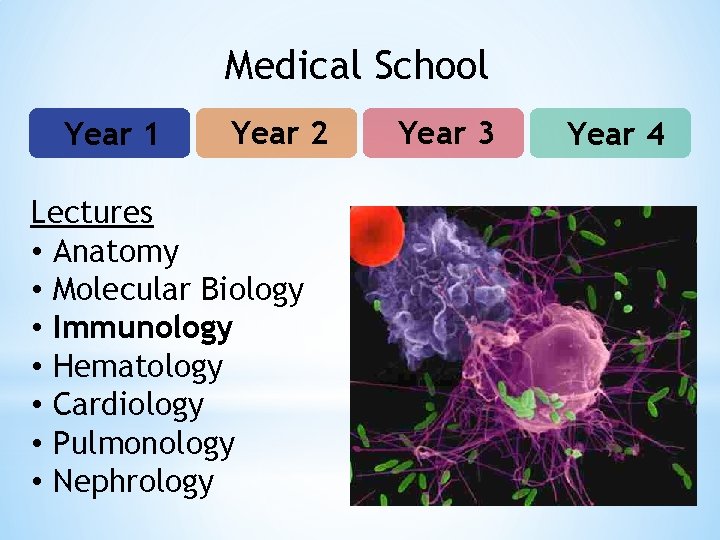 Medical School Year 1 Year 2 Lectures • Anatomy • Molecular Biology • Immunology