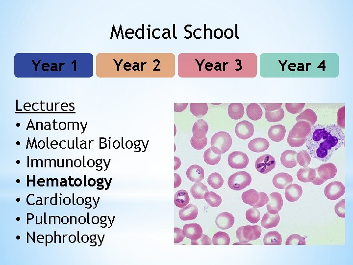 Medical School Year 1 Year 2 Lectures • Anatomy • Molecular Biology • Immunology