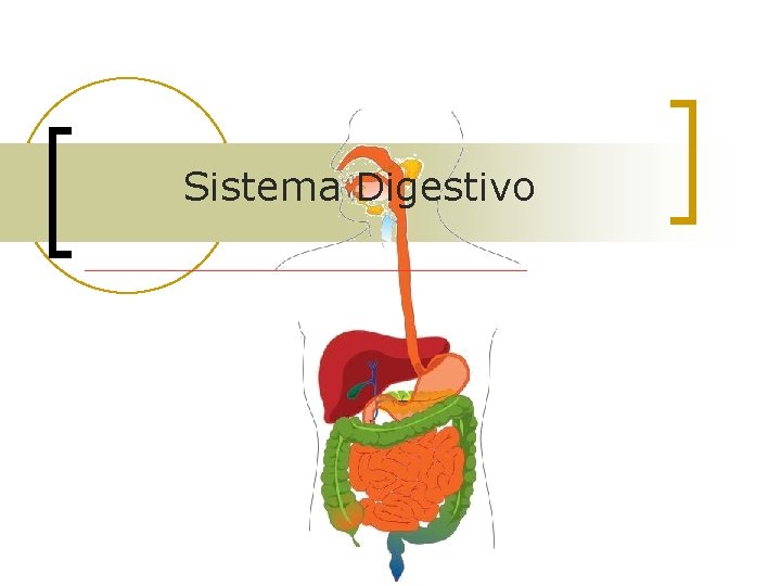 Sistema Digestivo 