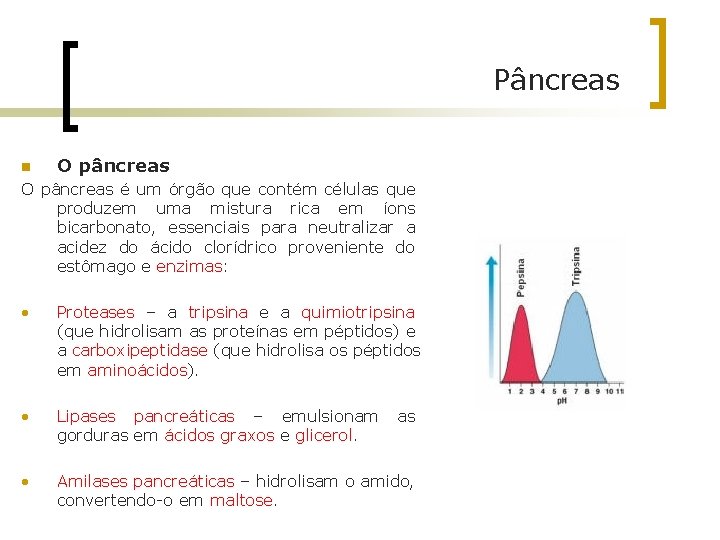 Pâncreas n O pâncreas é um órgão que contém células que produzem uma mistura