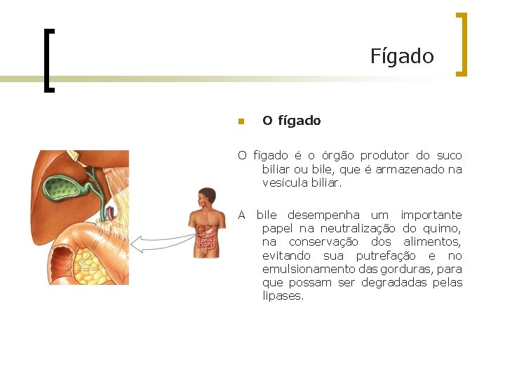 Fígado n O fígado é o órgão produtor do suco biliar ou bile, que