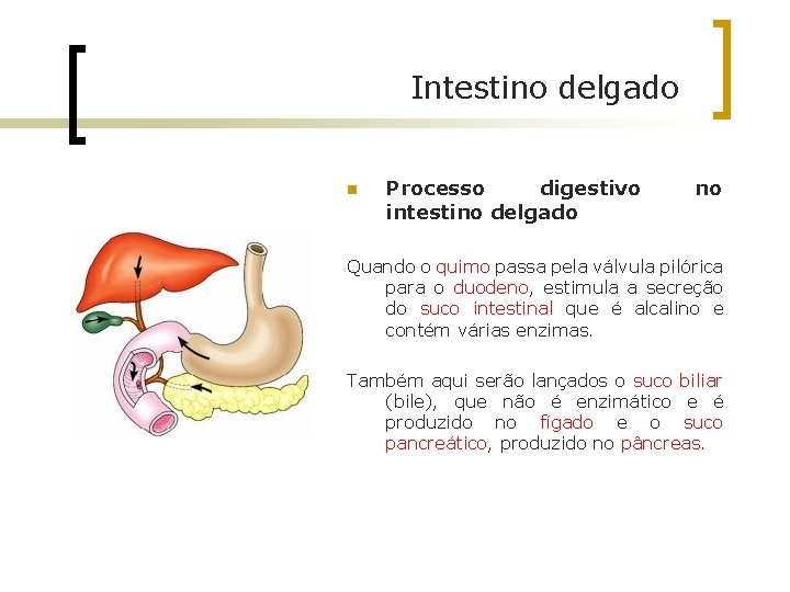 Intestino delgado n Processo digestivo intestino delgado no Quando o quimo passa pela válvula