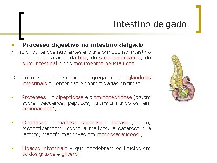 Intestino delgado n Processo digestivo no intestino delgado A maior parte dos nutrientes é