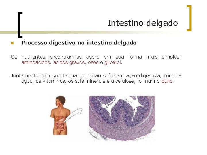 Intestino delgado n Processo digestivo no intestino delgado Os nutrientes encontram-se agora em sua