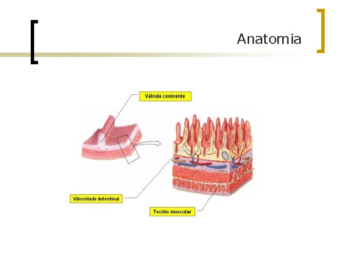 Anatomia 