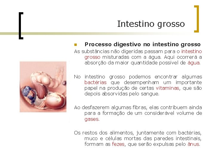 Intestino grosso n Processo digestivo no intestino grosso As substâncias não digeridas passam para