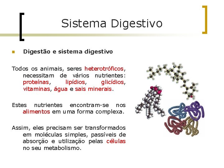 Sistema Digestivo n Digestão e sistema digestivo Todos os animais, seres heterotróficos, necessitam de