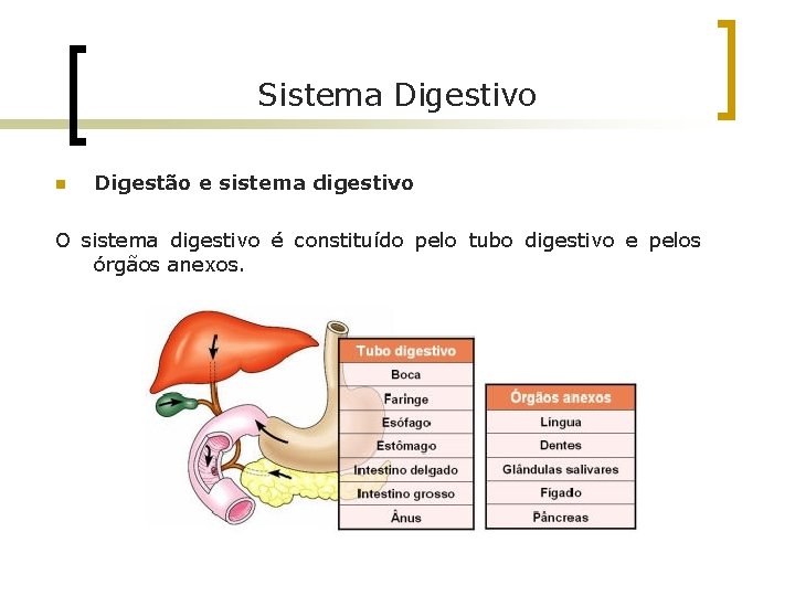 Sistema Digestivo n Digestão e sistema digestivo O sistema digestivo é constituído pelo tubo