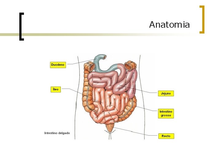 Anatomia 