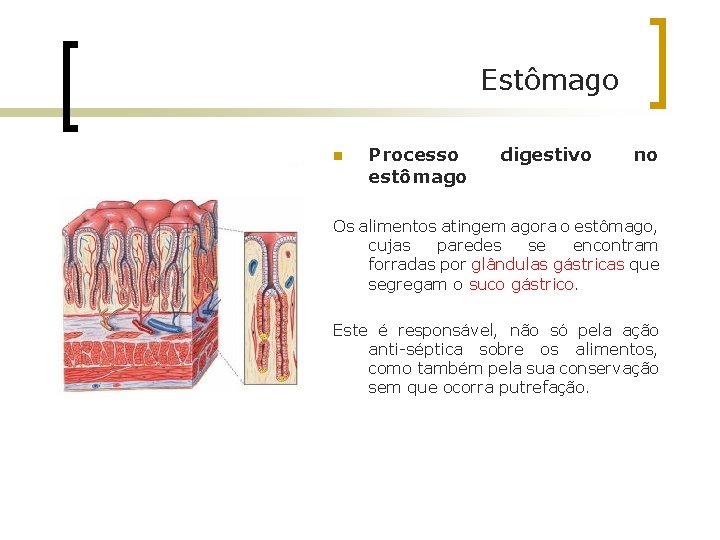 Estômago n Processo estômago digestivo no Os alimentos atingem agora o estômago, cujas paredes