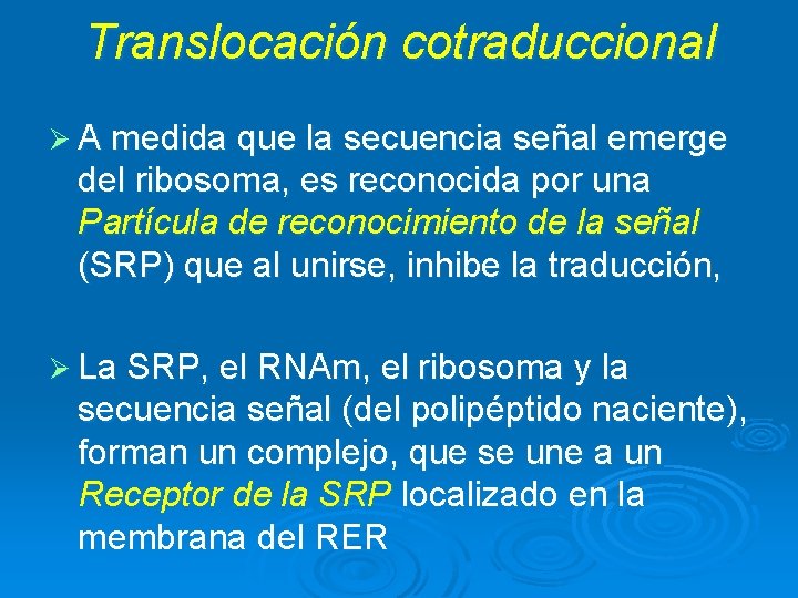 Translocación cotraduccional Ø A medida que la secuencia señal emerge del ribosoma, es reconocida Translocación cotraduccional Ø A medida que la secuencia señal emerge del ribosoma, es reconocida