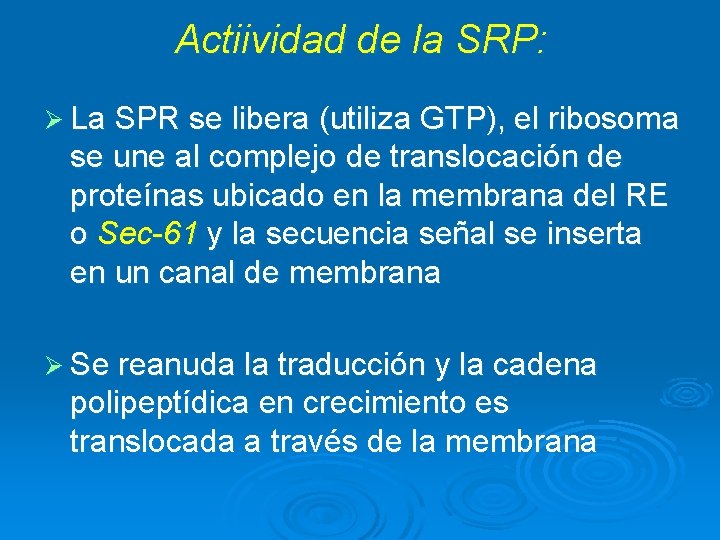 Actiividad de la SRP: Ø La SPR se libera (utiliza GTP), el ribosoma se Actiividad de la SRP: Ø La SPR se libera (utiliza GTP), el ribosoma se