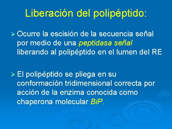 Liberación del polipéptido: Ø Ocurre la escisión de la secuencia señal por medio de Liberación del polipéptido: Ø Ocurre la escisión de la secuencia señal por medio de