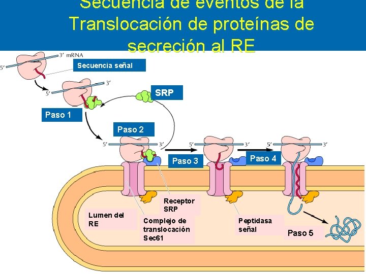 Secuencia de eventos de la Translocación de proteínas de secreción al RE Secuencia señal Secuencia de eventos de la Translocación de proteínas de secreción al RE Secuencia señal