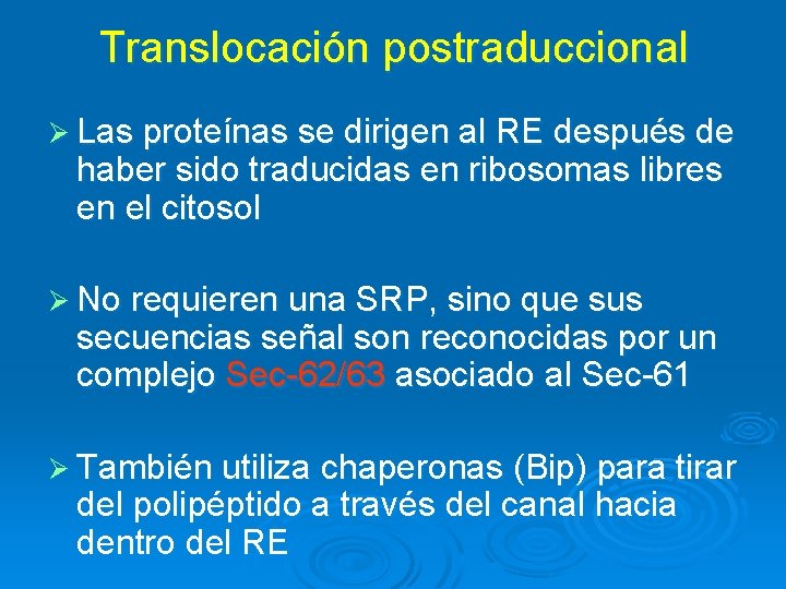 Translocación postraduccional Ø Las proteínas se dirigen al RE después de haber sido traducidas Translocación postraduccional Ø Las proteínas se dirigen al RE después de haber sido traducidas