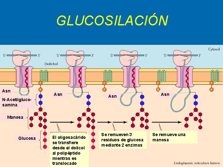 GLUCOSILACIÓN Asn N-Acetilglucosamina Asn Manosa Glucosa El oligosacárido se transfiere desde el dolicol al GLUCOSILACIÓN Asn N-Acetilglucosamina Asn Manosa Glucosa El oligosacárido se transfiere desde el dolicol al