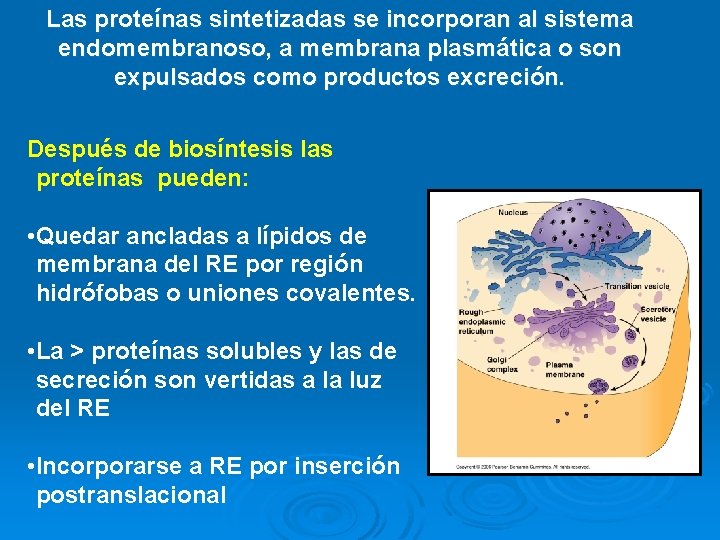 Las proteínas sintetizadas se incorporan al sistema endomembranoso, a membrana plasmática o son expulsados Las proteínas sintetizadas se incorporan al sistema endomembranoso, a membrana plasmática o son expulsados